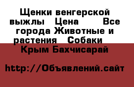 Щенки венгерской выжлы › Цена ­ 1 - Все города Животные и растения » Собаки   . Крым,Бахчисарай